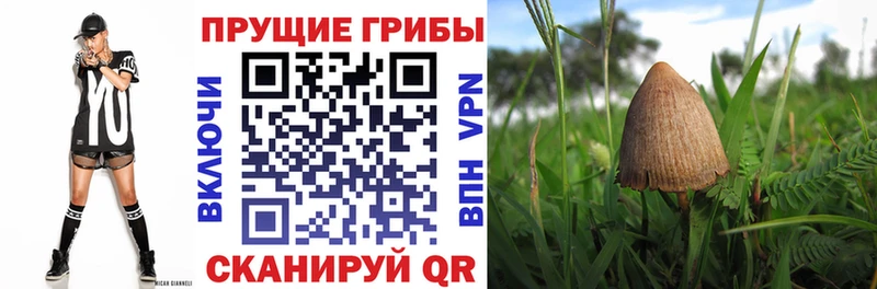 omg tor  Лебедянь  даркнет Telegram  купить наркотик  Галлюциногенные грибы Cubensis 